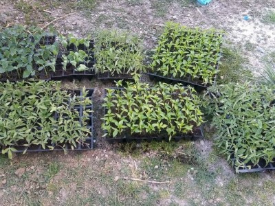 20 poljoprivrednika iz Gornjeg Vakufa- Uskoplja dobilo opremu za plasteničku proizvodnju