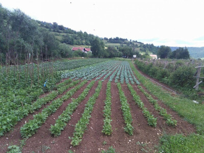 Malinarska obitelj Čaušević