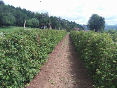 Malinarska obitelj Čaušević