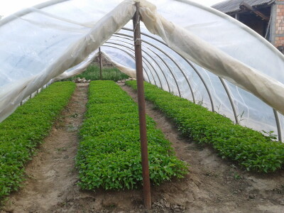 Plastenici Dimitrija Đurđevića iz Malih Radinaca