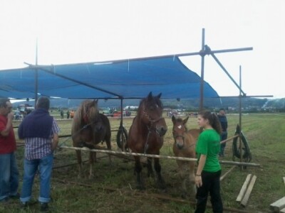 Oranje u Požegi, prvenstvo Hrvatske