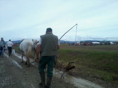 Oranje u Požegi, prvenstvo Hrvatske