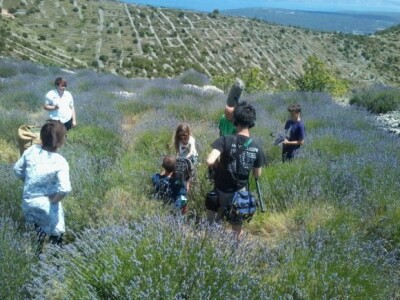 Berba levande na Hvaru Berba levande na Hvaru