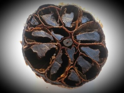 Crni češnjak - proizvod OPG Kralj