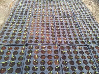 Plastenici Dimitrija Đurđevića iz Malih Radinaca