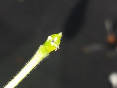 Biološka kontrola osice u eko uzgoju