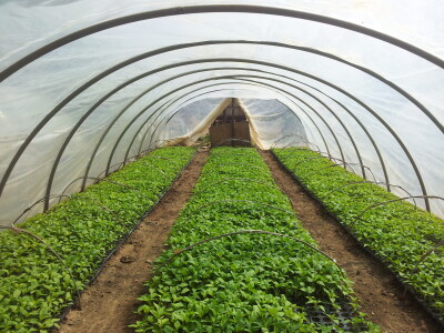 Plastenici Dimitrija Đurđevića iz Malih Radinaca