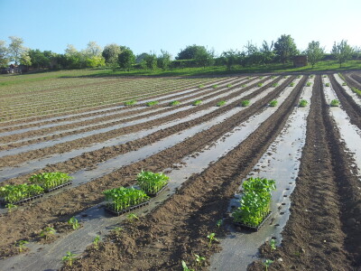 Plastenici Dimitrija Đurđevića iz Malih Radinaca