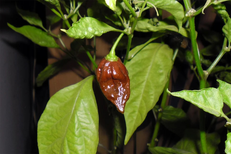 Paprika