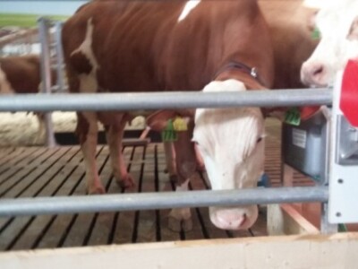 Improvizirana štala