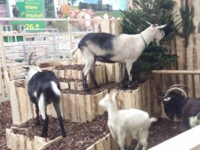 Napravili su im stijene