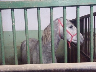 Lipicanci zimi na Ivandvoru