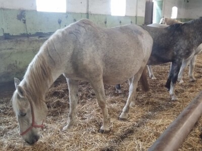 Nađe se uvijek nešto i stelji