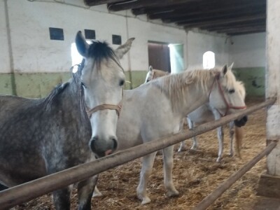 Što su stariji to su bijelji