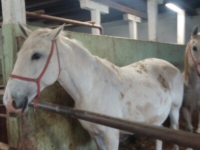 Čekate da im date kocku šećera