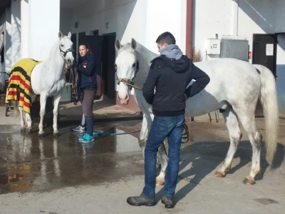 Pranje kopita i nogu