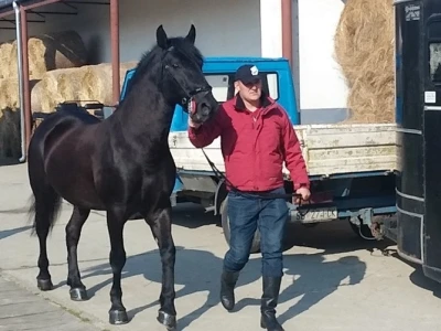 Česti su i crni lipicanci