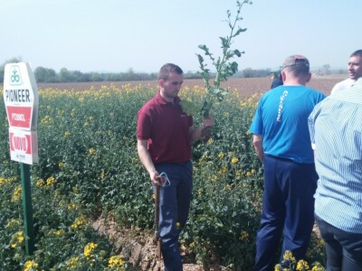 Ivan Ostrihon pregledava uljanu repicu Ivan Ostrihon pregledava uljanu repicu