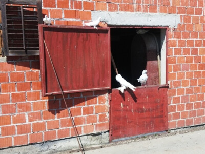 Engleski veliki gušan