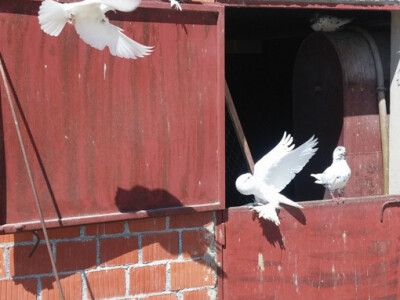 Engleski veliki gušan