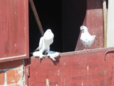 Engleski veliki gušan