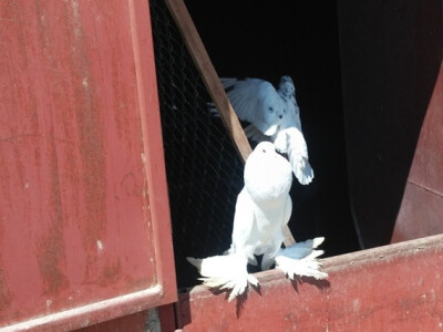 Engleski veliki gušan