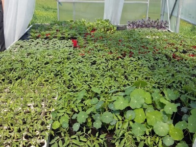 Povrće iz plastenika