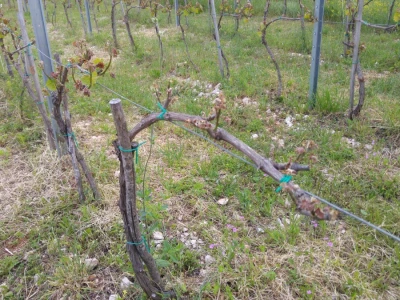 Bayer vinogradar