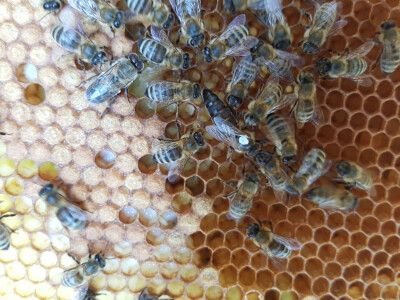 Pčele radilice na saću