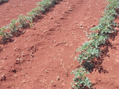 Rajčica trenutno Rajčica trenutno