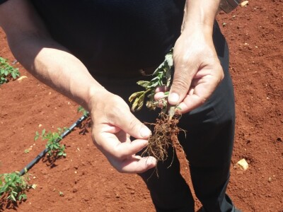 Stalna kontrola na bolesti Stalna kontrola na bolesti