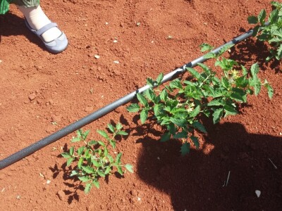 Rajčice iz Umaga Rajčice iz Umaga