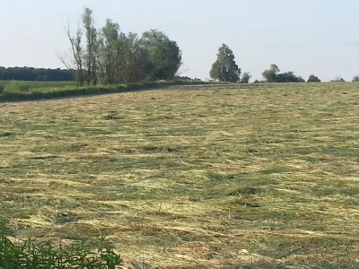 Pokošene trave
