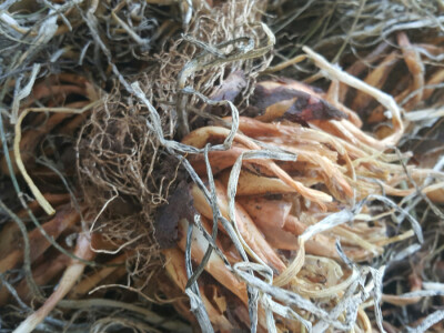 Opg Marinko Šarolić