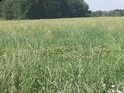 Polja obitelji Brkić