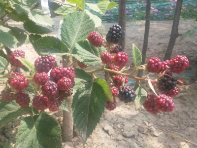 OPG Ana Koprivčić OPG Ana Koprivčić