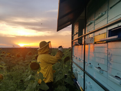 Seleće košnice OPG-a Jurišić