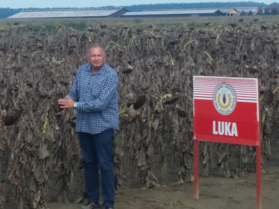 Anto Mijić - suncokret Anto Mijić - suncokret