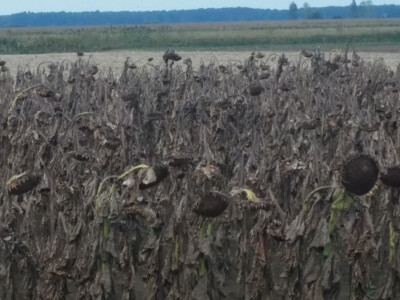 Anto Mijić - suncokret Anto Mijić - suncokret