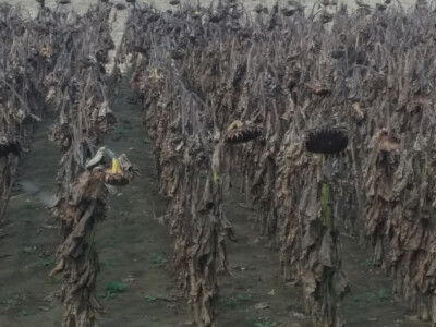 Anto Mijić - suncokret Anto Mijić - suncokret