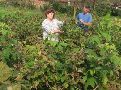 Katica i Ivica beru maline