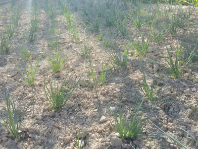 Opg Marinko Šarolić