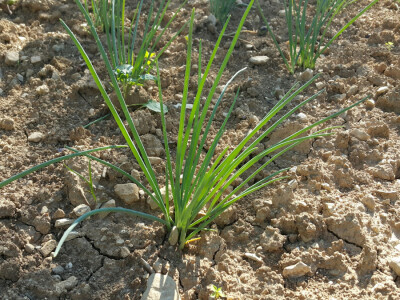 Opg Marinko Šarolić