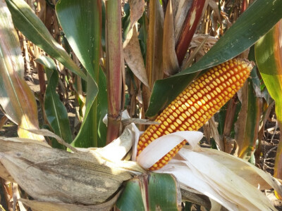 Bc kukuruzi odlično uspijevaju na istoku Hrvatske