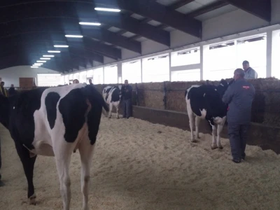 Holstein