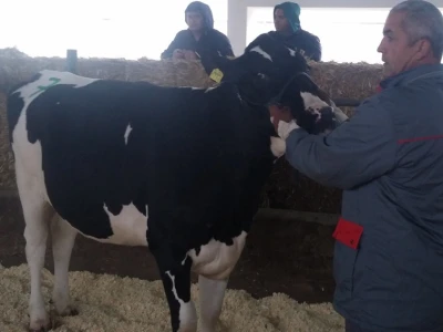 Holstein