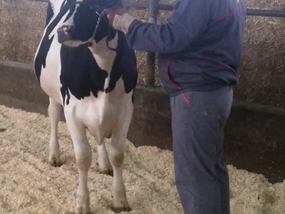 Holstein