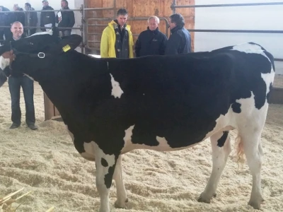 Holstein