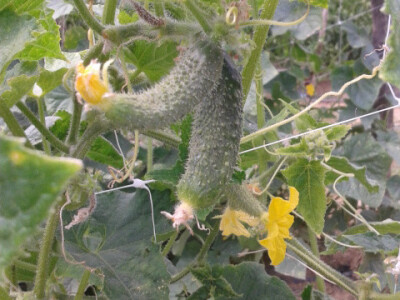 Plodovi krastavaca Plodovi krastavaca