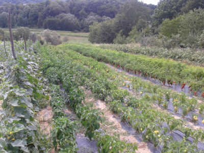 Polje s krastavcima i paprikom Polje s krastavcima i paprikom